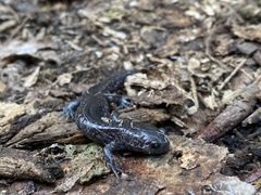 Ambystoma barbouri