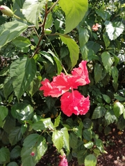 Hibiscus
