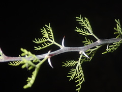 Vachellia schottii