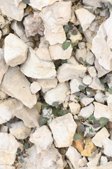 Mimophytum alienoides