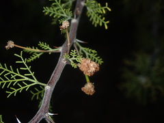 Vachellia schottii