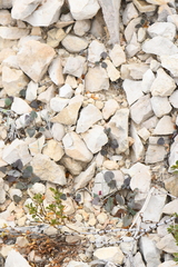 Mimophytum alienoides