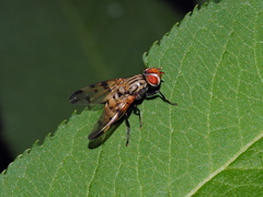 Otites