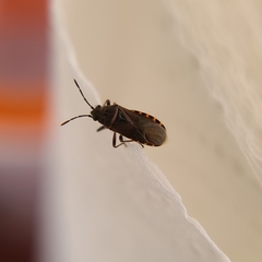 Arocatus melanocephalus