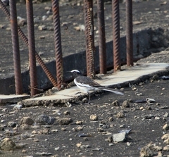 Motacilla maderaspatensis