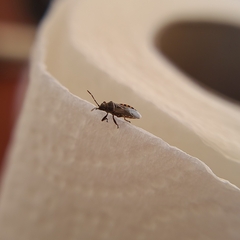 Arocatus melanocephalus