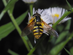 Chrysotoxum cautum
