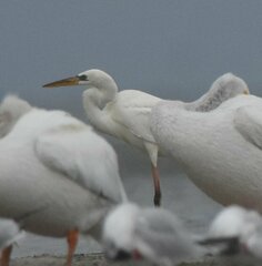 Ardea herodias occidentalis