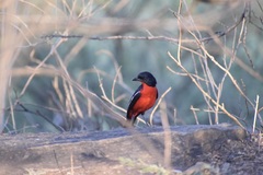 Laniarius atrococcineus