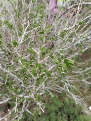 Schaefferia cuneifolia