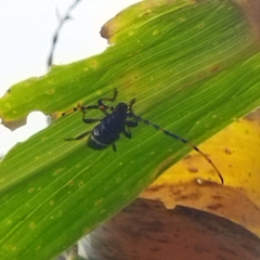 Trachyderes succinctus