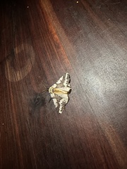 Rhodophthitus commaculata