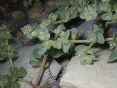 Tidestromia lanuginosa