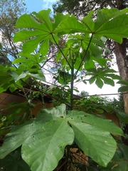 Cecropia peltata