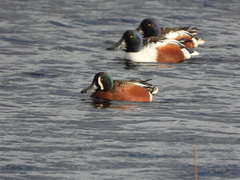 Spatula clypeata × cyanoptera