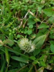 Gomphrena celosioides