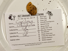 Crepidotus nephrodes