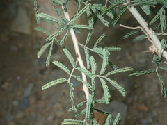 Vachellia karroo
