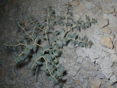 Euphorbia perennans