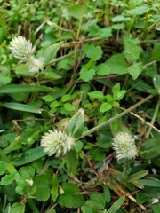 Gomphrena celosioides