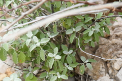 Buddleja marrubiifolia