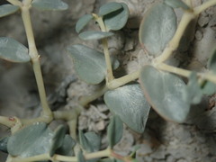 Euphorbia perennans