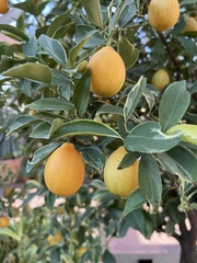 Citrus japonica