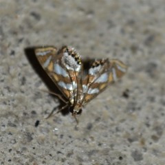 Chrysendeton medicinalis