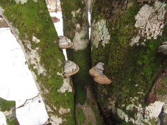 Fomes fomentarius