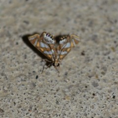 Chrysendeton medicinalis