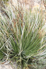 Hechtia texensis