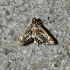 Chrysendeton medicinalis