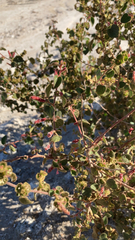 Acalypha californica