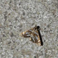 Chrysendeton medicinalis