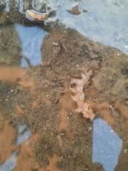 Bornella stellifera