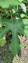 Cecropia peltata