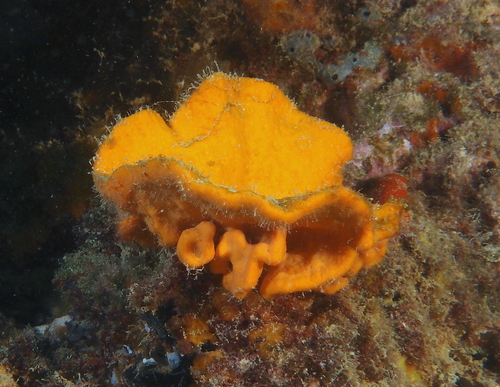 Cymbastela cantharella