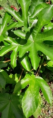 Cecropia peltata
