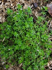 Sherardia arvensis