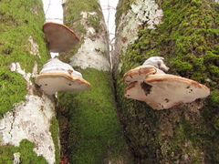 Fomes fomentarius