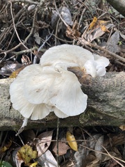 Pleurotus pulmonarius