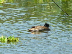 Heteronetta atricapilla