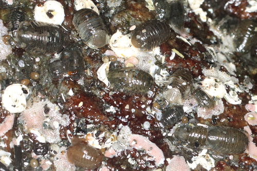 Oregon pillbug photo 4