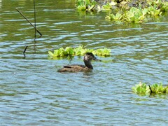 Heteronetta atricapilla