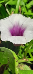 Ipomoea batatas