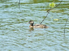 Heteronetta atricapilla