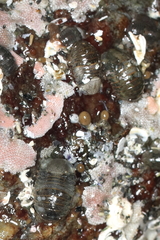 Gnorimosphaeroma oregonense