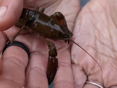 Pacifastacus leniusculus