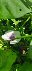 Ipomoea batatas