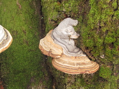 Fomes fomentarius